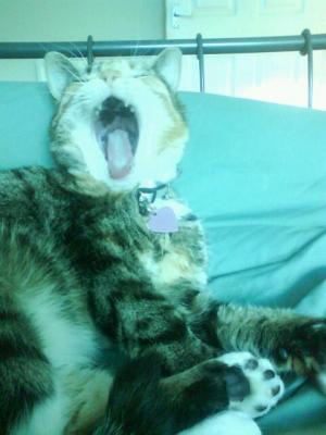 Yawning Cat Number 232